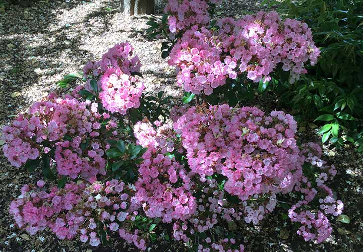 The Living Room a Cascade View Bed & Breakfast The Living Room a Cascade View Bed & Breakfast